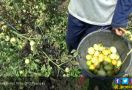 Harga Tomat Anjlok, Petani Pilih Bongkar Lahan - JPNN.com