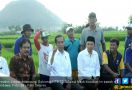 TGB dan Jokowi Akrab Blusukan ke Sawah - JPNN.com