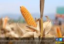 Produksi Jagung Melebihi Kebutuhan Nasional - JPNN.com