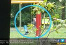 Remaja Putri dan Pacar Mojok di Taman, Ternyata Begituan - JPNN.com