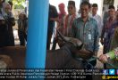 Daging Hewan Kurban Harus Memenuhi Persyaratan ASUH - JPNN.com
