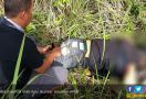Tiga Maling Motor Bersenpi Tewas Ditembak Polisi di Pandeglang - JPNN.com