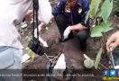 Curiga Lihat Gundukan Tanah, Begitu Dibongkar, Ya Ampun! - JPNN.com