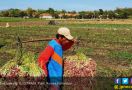 Dua Tahun Program Food Estate, Produktivitas Petani Meningkat - JPNN.com