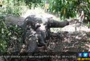 BKSDA Sebut Gajah Jantan di Aceh Timur Mati karena Diracun - JPNN.com