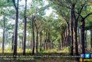 Kebun Benih Semai, Selamatkan 3 Tanaman Asli Bumi Sriwijaya - JPNN.com
