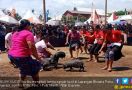 Keseruan Emak-emak Mengejar Anak Babi di Perayaan HUT RI - JPNN.com
