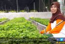 Mengais Rezeki Sambil Menghijaukan Bumi Sriwijaya - JPNN.com