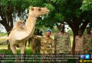 Merayakan Iduladha di Sudan, Satgas TNI Potong 17 Unta - JPNN.com