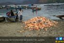 Jutaan Ikan Mati di Danau Toba, Pemkab Samosir Bilang Begini - JPNN.com