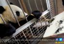 Wow, Lukisan Karya Panda Lucu Ini Laku Rp 8 Juta - JPNN.com