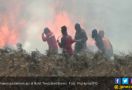 Relawan Turun Tangan Padamkan Api di Bukit Teletubies - JPNN.com