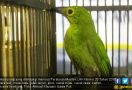Wanita Pemelihara 443 Burung Langka Dibekuk Polisi - JPNN.com