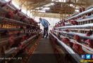 Pesan Mentan, Pelihara Ayam Bantuan Untuk Kesejahteraan Keluarga - JPNN.com