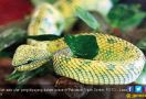 Adu Cantik si Hewan Reptil - JPNN.com
