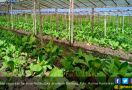 Terkait Impor Hortikultura, Kementan Hanya Beri Rekomendasi Teknis - JPNN.com