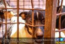 Kementan Minta Pemda Ikut Awasi Peredaran Daging Anjing, Ini Alasannya - JPNN.com