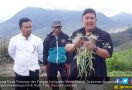 Petani Aceh Kembali Bangkit Tanam Bawang Putih - JPNN.com