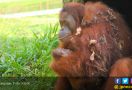 Orangutan di Kawasan Pembangunan PLTA Batang Toru Tetap Aman - JPNN.com
