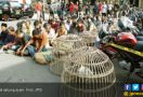 45 Orang Pemalas Tertangkap Sedang Berjudi Sabung Ayam - JPNN.com