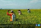 Mekanisasi Pertanian Jadi Solusi Kekurangan Tenaga Kerja - JPNN.com