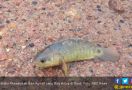 Australia Khawatirkan Ikan Agresif yang Bisa Hidup di Darat - JPNN.com