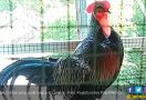 Ayam Bekisar Pak Lanang Ditawar Rp 125 Juta - JPNN.com