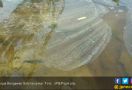 Warga Protes Sungai Bengawan Solo Tercemar - JPNN.com