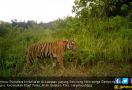 Harimau Berkeliaran Dekat Permukiman Warga di Aceh Selatan - JPNN.com