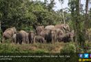 Bukan Cuma Orang, Gajah pun Disensus di Negara Ini - JPNN.com