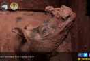 Satu Ekor Badak Sumatera Berhasil Diselamatkan di Kalimantan - JPNN.com