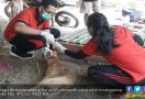 Kementan Gencarkan Vaksinasi Penyebaran Virus Rabies di Bali - JPNN.com
