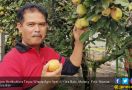 Dirjen Hortikultura Tinjau Wisata Agro Apel di Kota Batu - JPNN.com