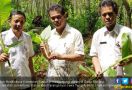 Petani Karanganyar Siap Tingkatkan Produksi Tanaman Herbal - JPNN.com