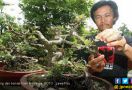 Surip Malah Sedih Kalau Bonsai Miliknya Dibeli - JPNN.com