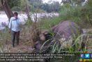 Seekor Gajah Ditemukan Mati dengan Gading Hilang di Bireuen - JPNN.com