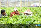 Gebrakan Mentan Andi Amran Bikin Neraca Perdagangan Pertanian Surplus - JPNN.com