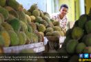 Jangan Takut Makan Durian, Simak nih Penjelasan Pakar Gizi - JPNN.com