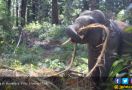 Kebakaran Hutan di Taman Nasional Tesso Nilo, 8 Ekor Gajah Sumatera Terpaksa Dipindahkan - JPNN.com