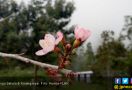 Inilah Manfaat Bunga Sakura untuk Rawat Kulit Cantikmu - JPNN.com