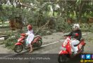 Fyuhhh...Ibu dan Anak Nyaris Tertimpa Pohon Tumbang - JPNN.com