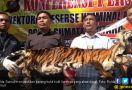 Polda Sumut Ungkap Perdagangan Kulit Harimau Sumatera - JPNN.com