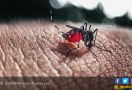 Cara Praktis Membuat Perangkap Nyamuk, Hasilnya Efektif! - JPNN.com