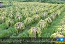 Petani Buah Naga Babat Tanamannya, Ada yang Biarkan Busuk di Pohon - JPNN.com