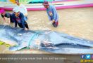 Nelayan Sinjai Temukan Ikan dengan Panjang 5 Meter, Berat 1 Ton - JPNN.com