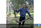 King Kobra Sepanjang Tiga Meter Nangkring di Atas Lemari Warga - JPNN.com