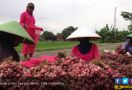 Petani Bawang Merah Brebes Gunakan Pestisida Sesuai Rekomendasi - JPNN.com