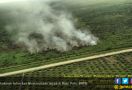 53 Hektare Lahan di Rohil dan Pelalawan Hangus Terbakar - JPNN.com
