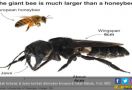 38 Tahun Hilang, Lebah Raksasa Ditemukan di Hutan Maluku - JPNN.com