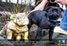 Viral, Anjing Lucu Ini Disita Pemerintah karena Pemiliknya Tak Bayar Utang - JPNN.com